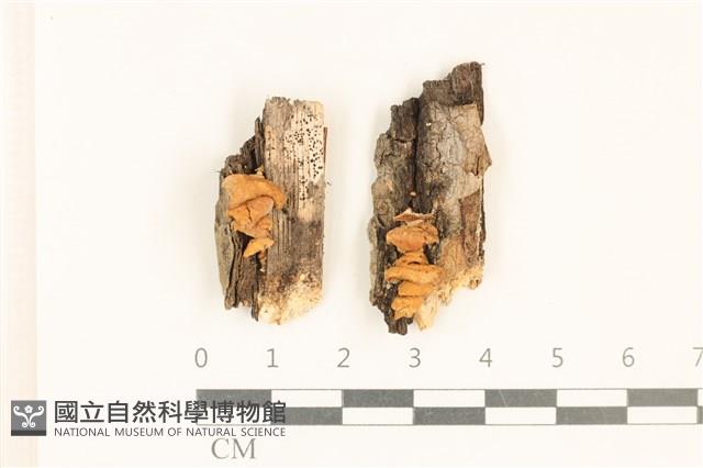 登錄號:F0017950藏品圖，第1張