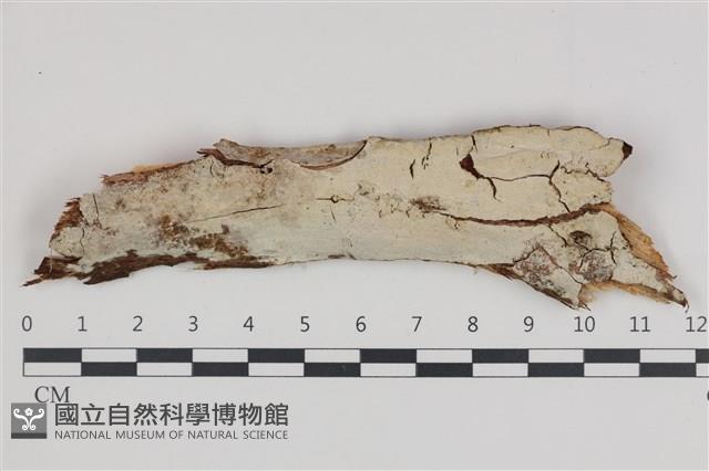 登錄號:F0035950藏品圖，第1張