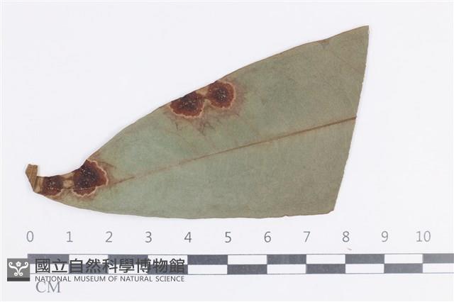 登錄號:F0038650藏品圖，第1張