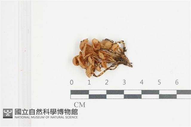 登錄號:F0036650藏品圖，第1張