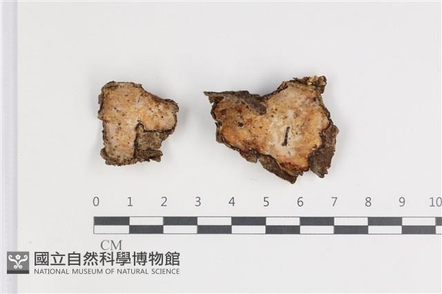 登錄號:F0035650藏品圖，第1張