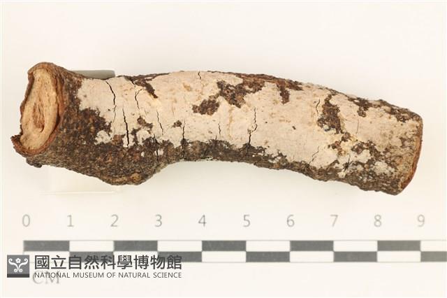 登錄號:F0038450藏品圖，第1張
