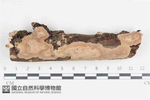 登錄號:F0036450藏品圖，第1張