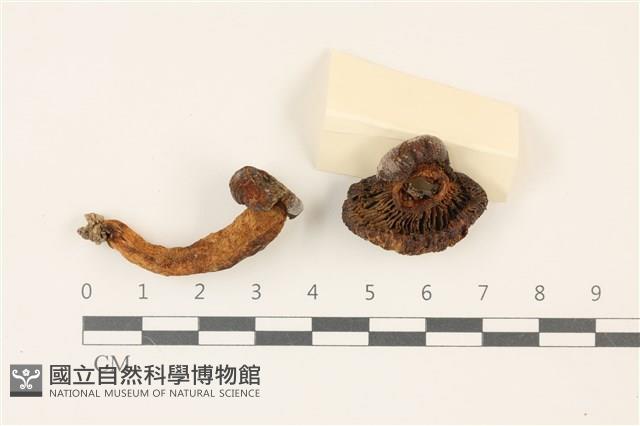 登錄號:F0037450藏品圖，第1張