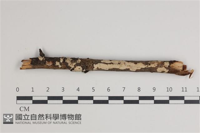 登錄號:F0035450藏品圖，第1張