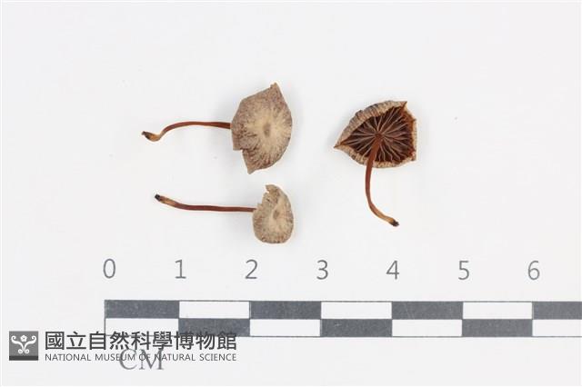 登錄號:F0038750藏品圖，第1張