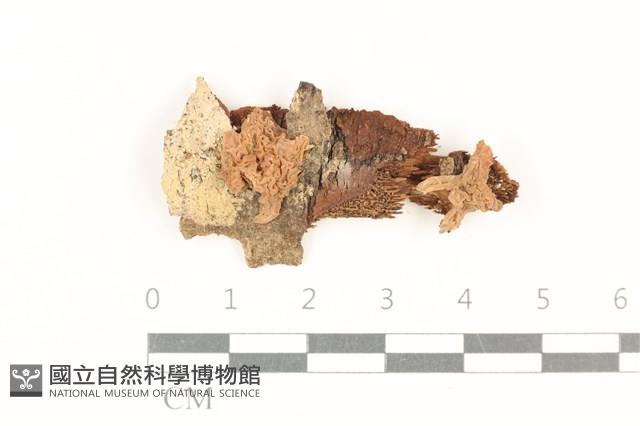 登錄號:F0037750藏品圖，第1張