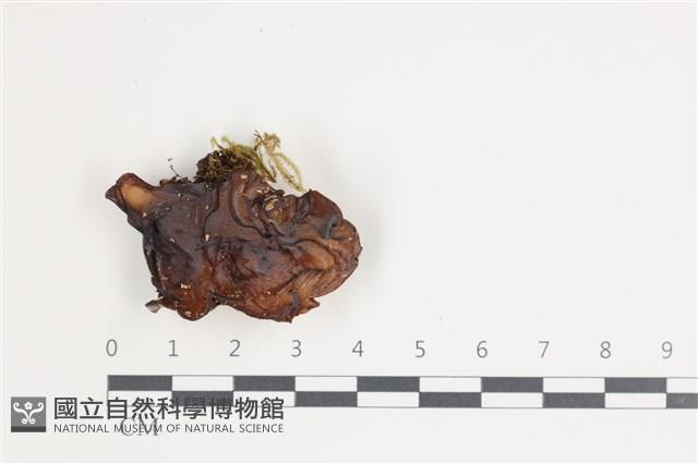 登錄號:F0035750藏品圖，第1張
