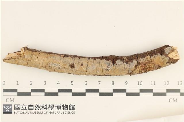 刺皮菌屬藏品圖，第1張