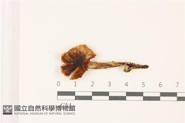 登錄號:F0037550藏品圖，第1張