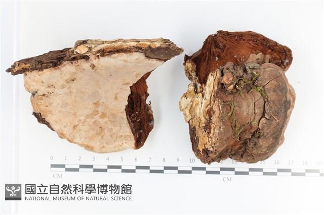 登錄號:F0035550藏品圖，第1張