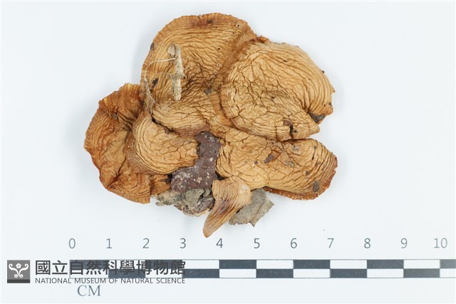 登錄號:F0039550藏品圖，第1張