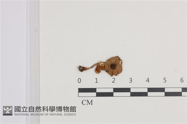 登錄號:F0036150藏品圖，第1張