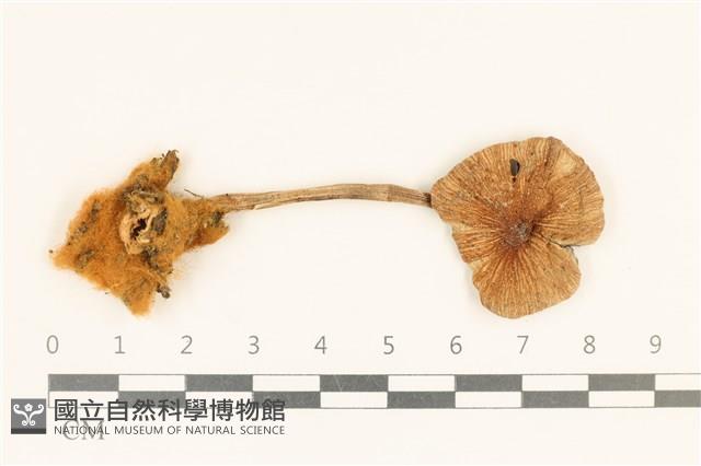 登錄號:F0037150藏品圖，第1張