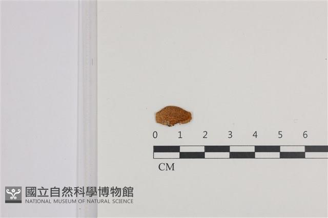 登錄號:F0036050藏品圖，第1張