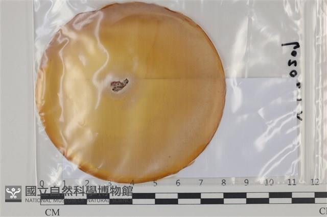 館號:F0035050藏品圖，第1張