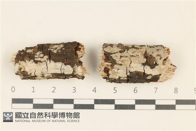 刺皮菌屬藏品圖，第1張