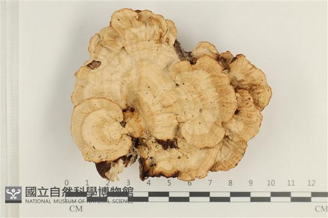 蜂窩菌屬藏品圖，第1張