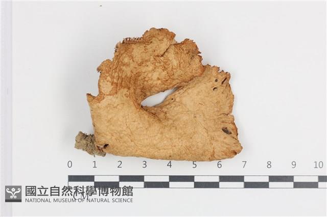 登錄號:F0036350藏品圖，第1張