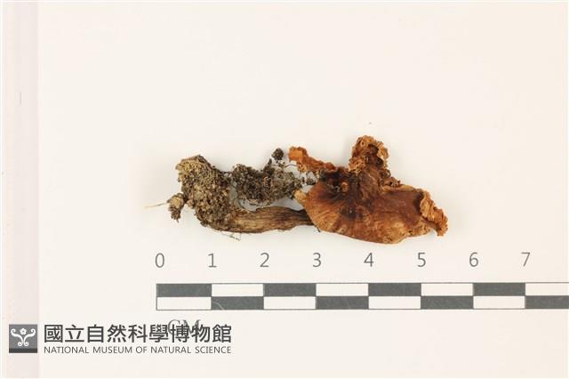 登錄號:F0037350藏品圖，第1張
