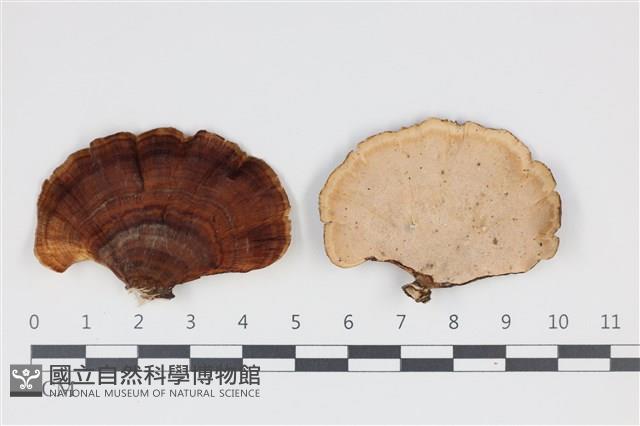 相鄰小孔菌藏品圖，第1張