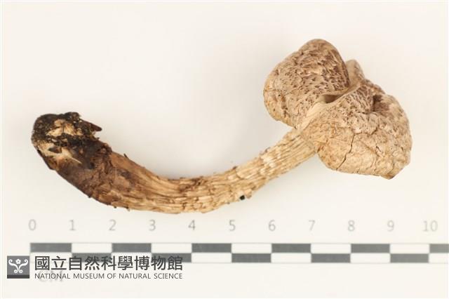 登錄號:F0038240藏品圖，第1張