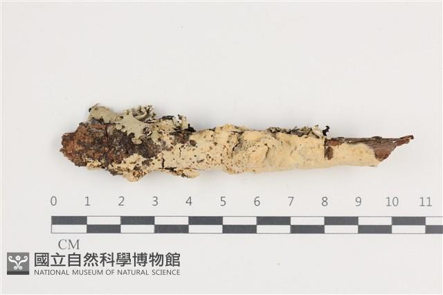 登錄號:F0036240藏品圖，第1張