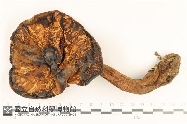 登錄號:F0037240藏品圖，第1張