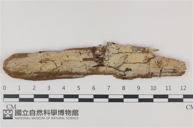 登錄號:F0035240藏品圖，第1張