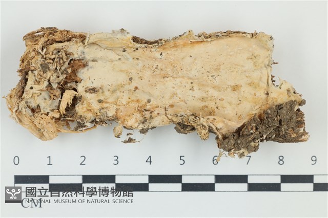 登錄號:F0039240藏品圖，第1張
