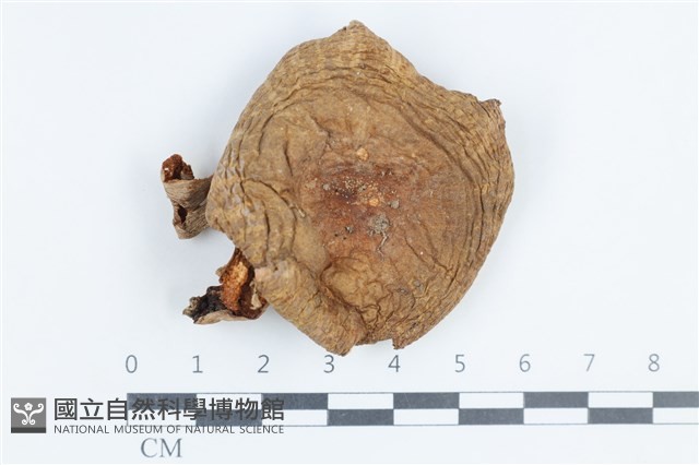 紅菇屬藏品圖，第1張