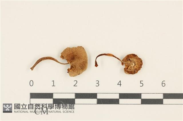 登錄號:F0036840藏品圖，第1張