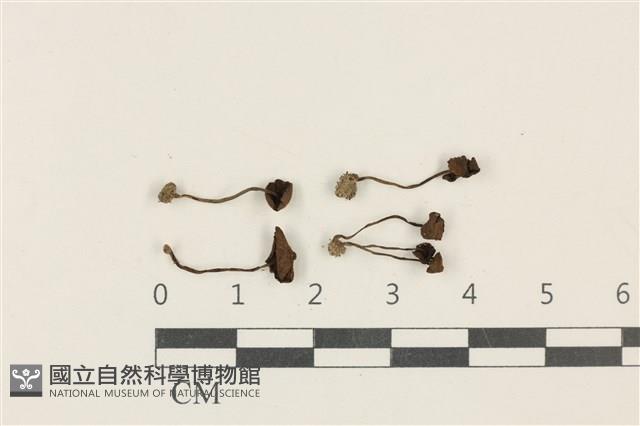 登錄號:F0037840藏品圖，第1張