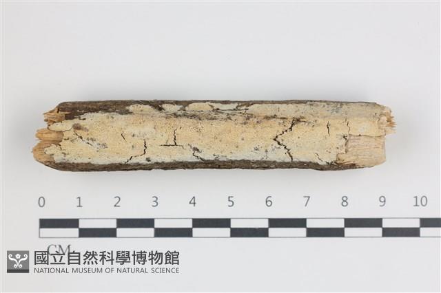 登錄號:F0035840藏品圖，第1張