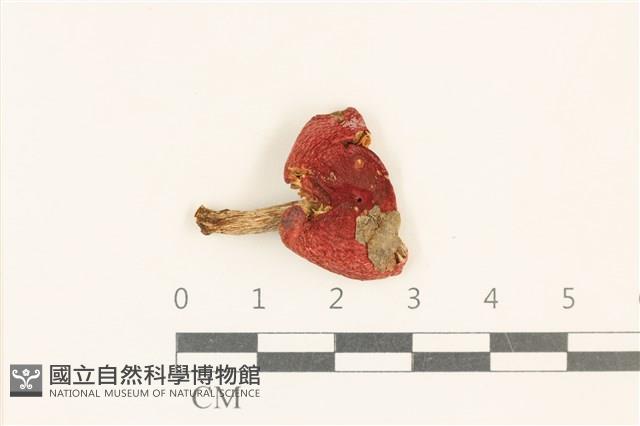 紅菇屬藏品圖，第1張