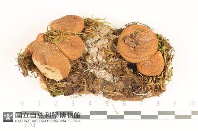 館號:F0017940藏品圖，第1張