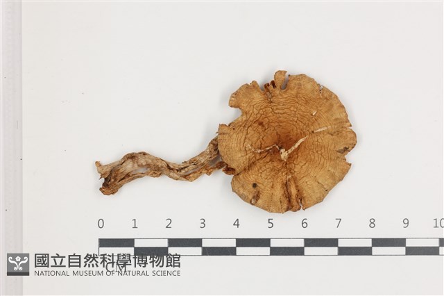 登錄號:F0036640藏品圖，第1張