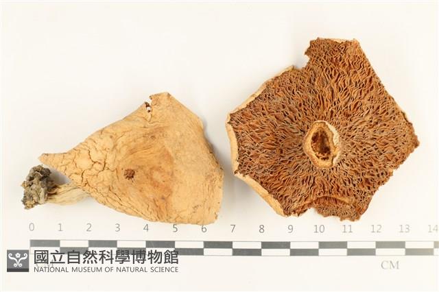 登錄號:F0037640藏品圖，第1張