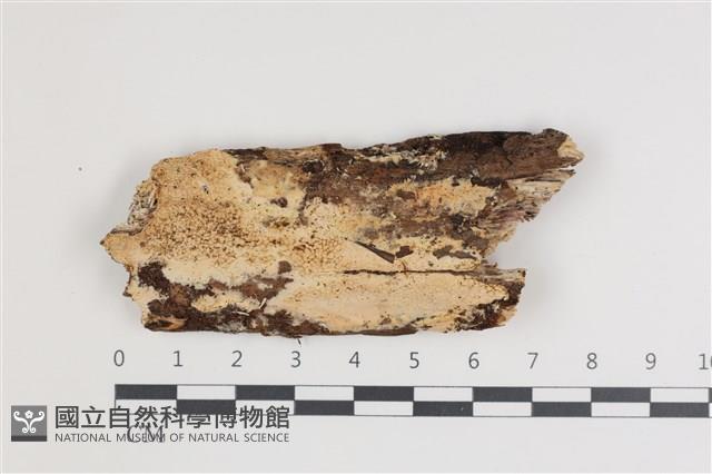 登錄號:F0035640藏品圖，第1張