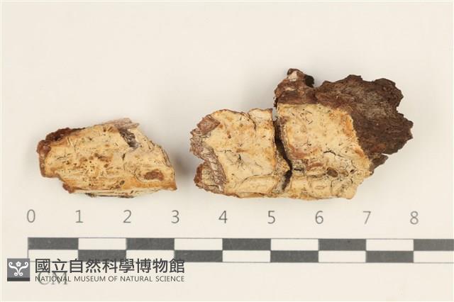 登錄號:F0038440藏品圖，第1張