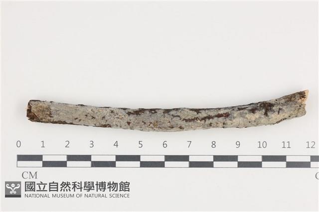 登錄號:F0036440藏品圖，第1張