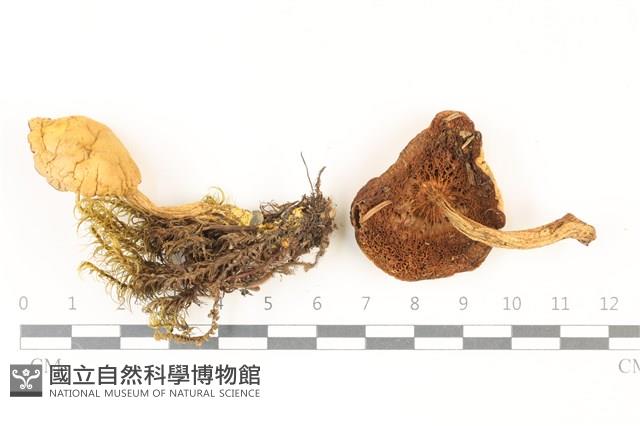 登錄號:F0037440藏品圖，第1張