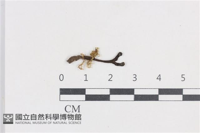 炭角菌屬藏品圖，第1張