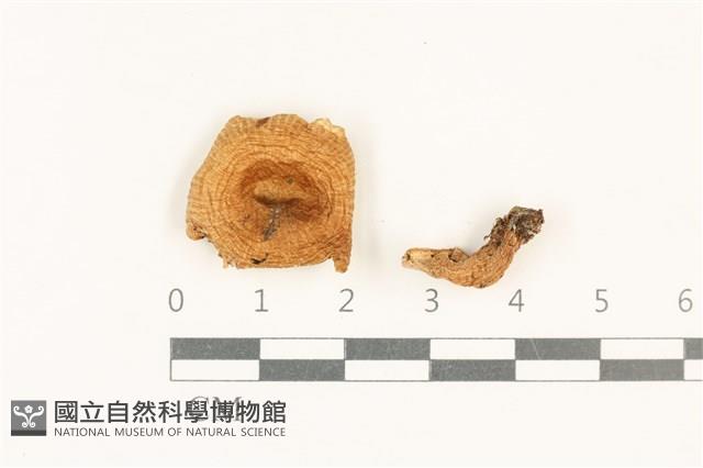 登錄號:F0037740藏品圖，第1張