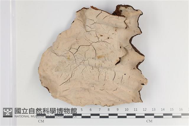 登錄號:F0035740藏品圖，第1張