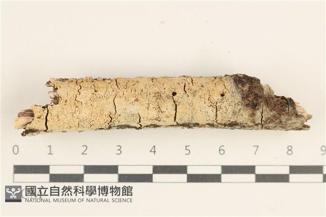 登錄號:F0038540藏品圖，第1張