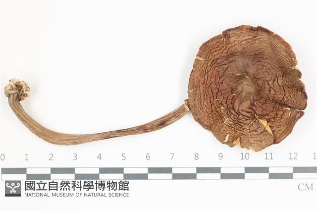 登錄號:F0036540藏品圖，第1張