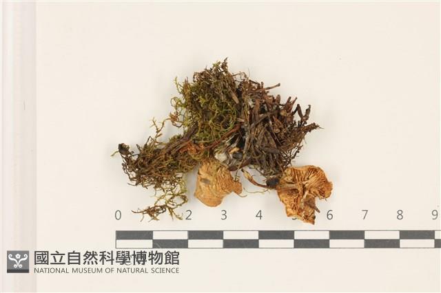 登錄號:F0037540藏品圖，第1張