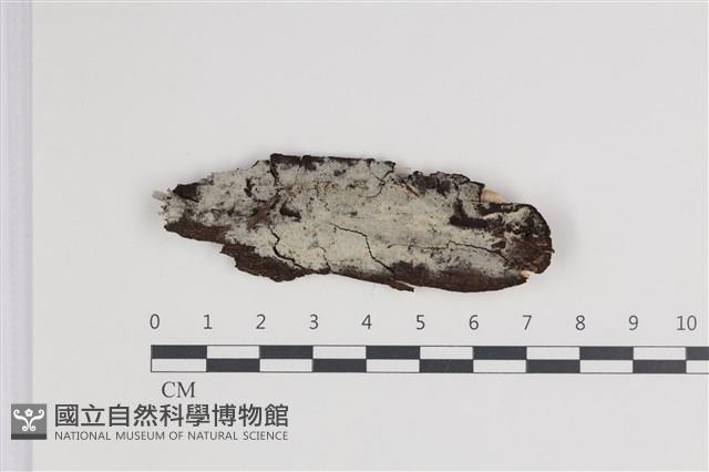 登錄號:F0035540藏品圖，第1張