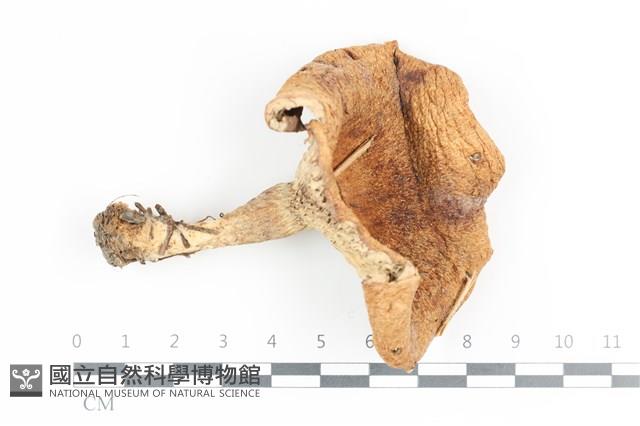 登錄號:F0036140藏品圖，第1張